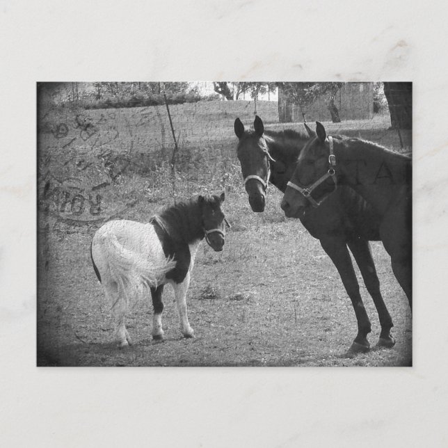 Carte postale Pinto Pony et Chevaux (Devant)