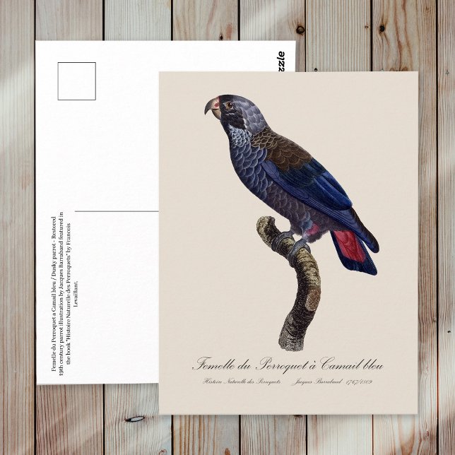Carte Postale Pione fuscus ou Pionus sombre (Dusky Parrot or Dusky Pionus, Pionus fuscus. Postcard)