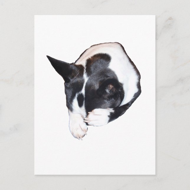 Carte Postale Piper - Dormir (Devant)