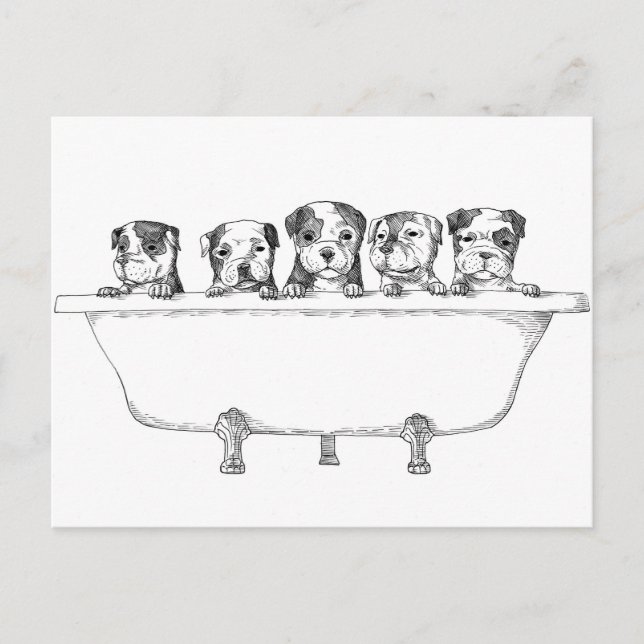 Carte Postale Pipettes Pitbull dans le bain - Illustration (Devant)