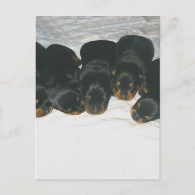 Carte Postale Pipettes Rottweiler (Devant)