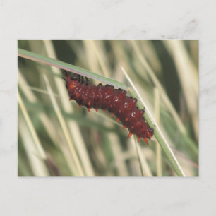 Carte Postale Pipevine Swallowtail Butterfly Caterpillar