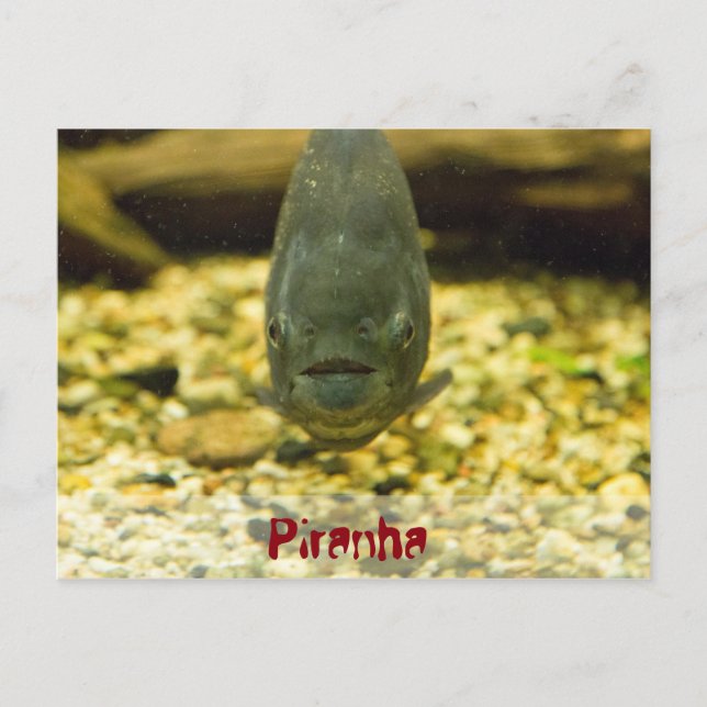 Carte Postale piranha (Devant)