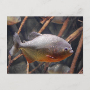 Carte Postale Piranha - Poisson Brown à l'air innocent