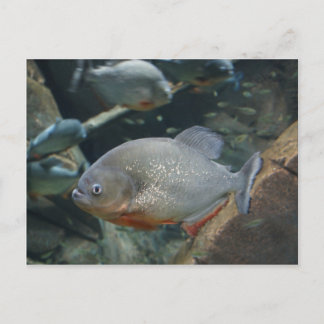 Carte Postale Piranha poisson photo couleur de nage