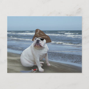 Carte Postale Pirate Bulldog sur la plage