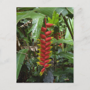 Carte Postale Pirateuse hawaïenne