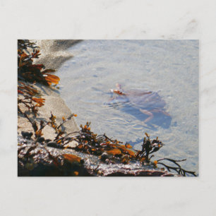 Carte Postale Piscine sur Sand Beach