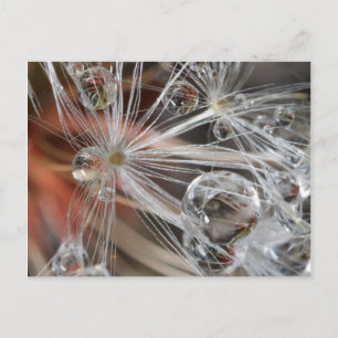 Carte Postale Pissenlit Abstrait
