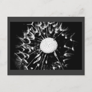 Carte Postale pissenlit blacq