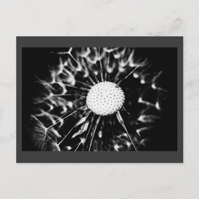 Carte Postale pissenlit blacq (Devant)