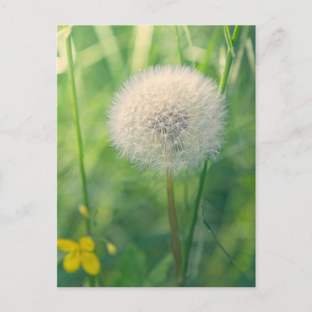 Carte Postale Pissenlit dans la verdure avec une douce lumière e (Devant)