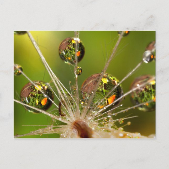 Carte Postale Pissenlit et gouttelettes d'eau (Devant)