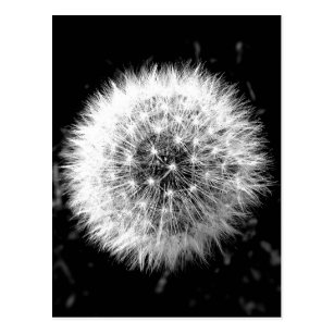 Cartes Postales Noir Et Blanc Originales Zazzle Fr