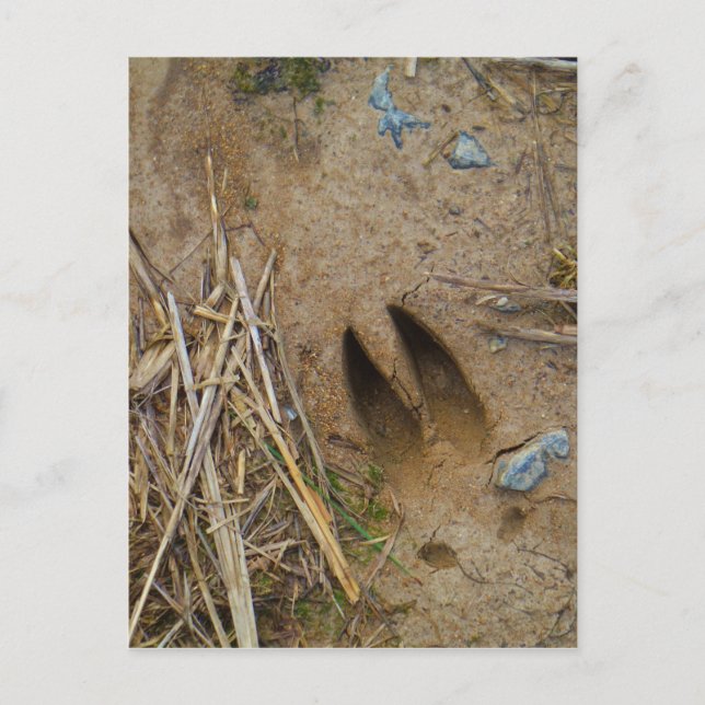 Carte Postale piste de cerfs (Devant)