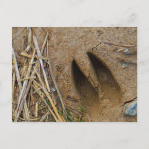 Carte Postale piste de cerfs