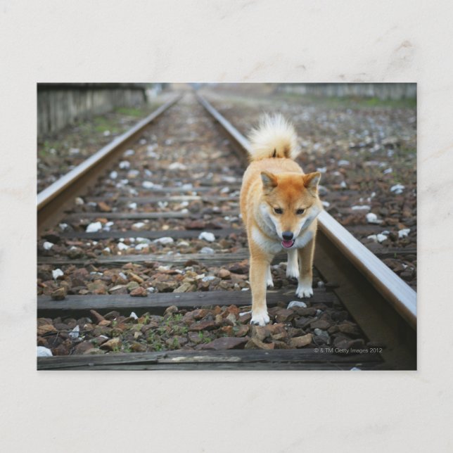 Carte Postale Piste de marche pour chien (Devant)