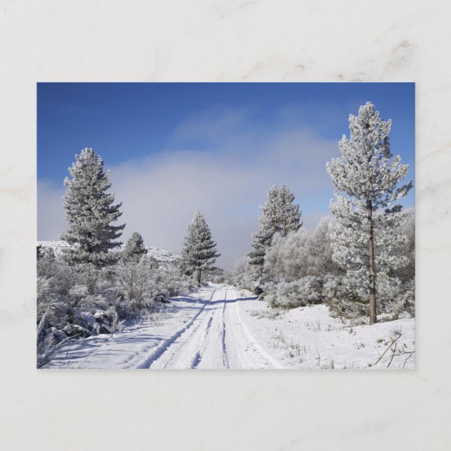 Carte Postale Piste enneigée et pins, Cambrians, près de St (Devant)