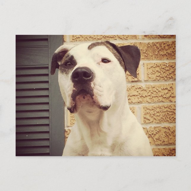 Carte Postale Pit Bull T-Bone (Devant)