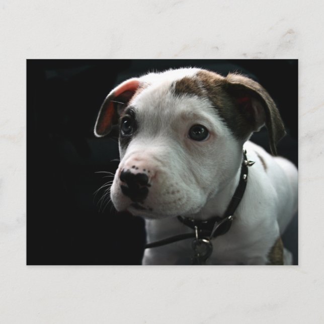 Carte Postale Pit Bull T-Bone (Devant)