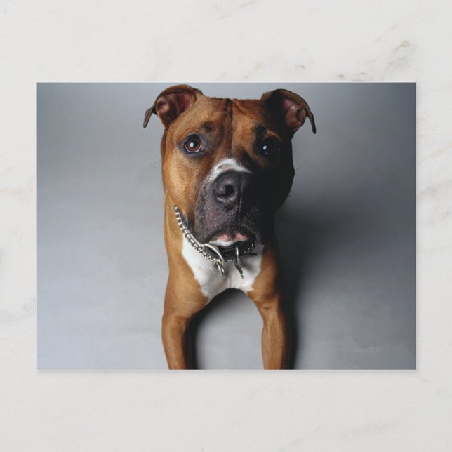 Carte Postale Pit Bull Terrier En Bas (Devant)