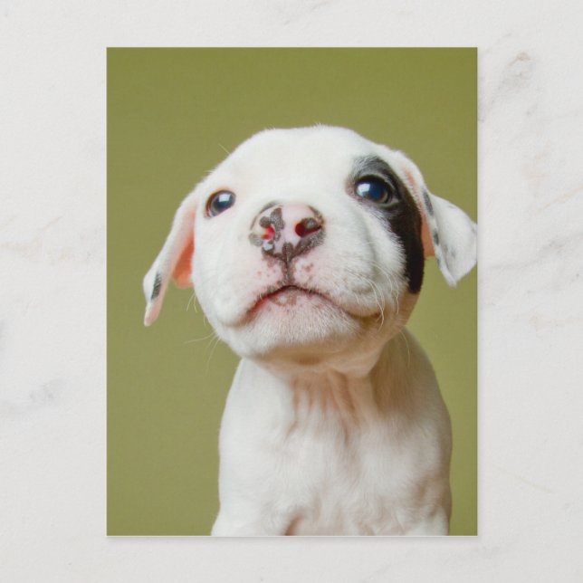Carte Postale Pit Bull With Black Spotted Eye (Devant)