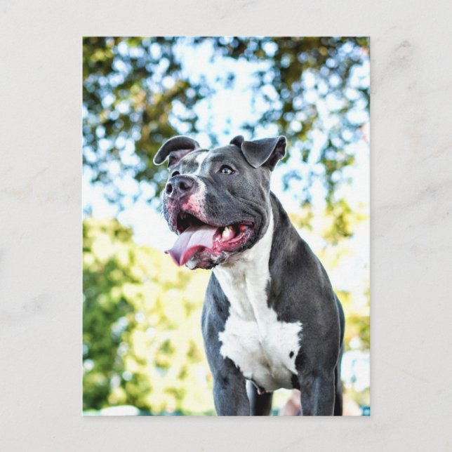 Carte Postale Pitbull (Devant)