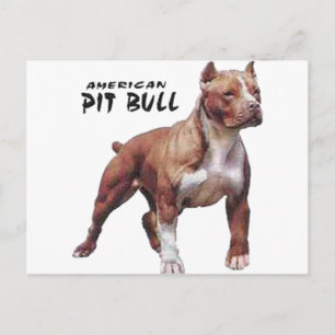 Carte Postale Pitbull