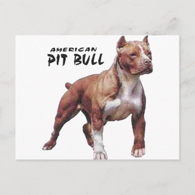 Carte Postale Pitbull (Devant)