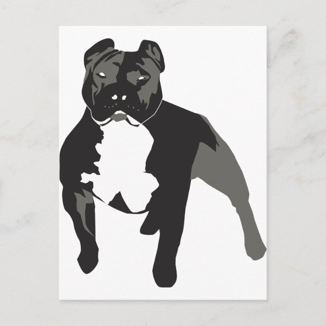Carte Postale Pitbull (Devant)