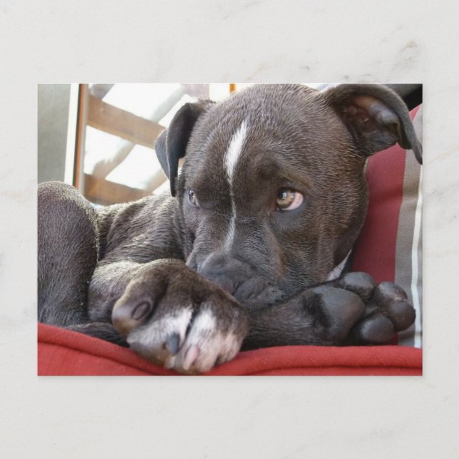 Carte Postale Pitbull Pup (Devant)