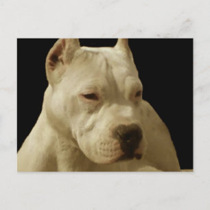 Carte postale pitbulle blanche