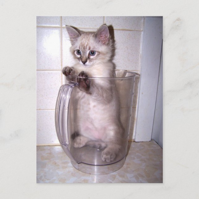Carte postale Pitcher Purrfect (Devant)