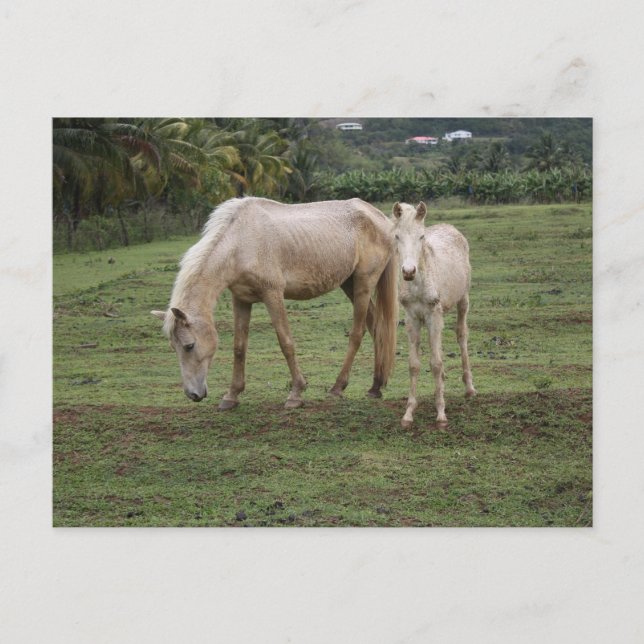 Carte Postale Pitons2 (Devant)