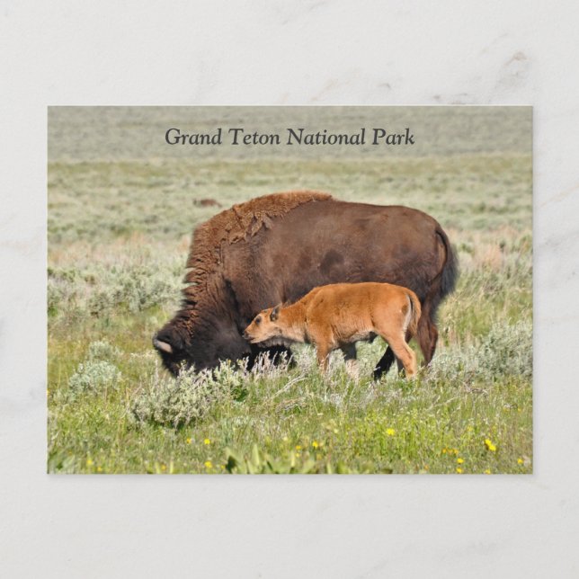 Carte postale Pittoresque Bison Cow and Calf (Devant)