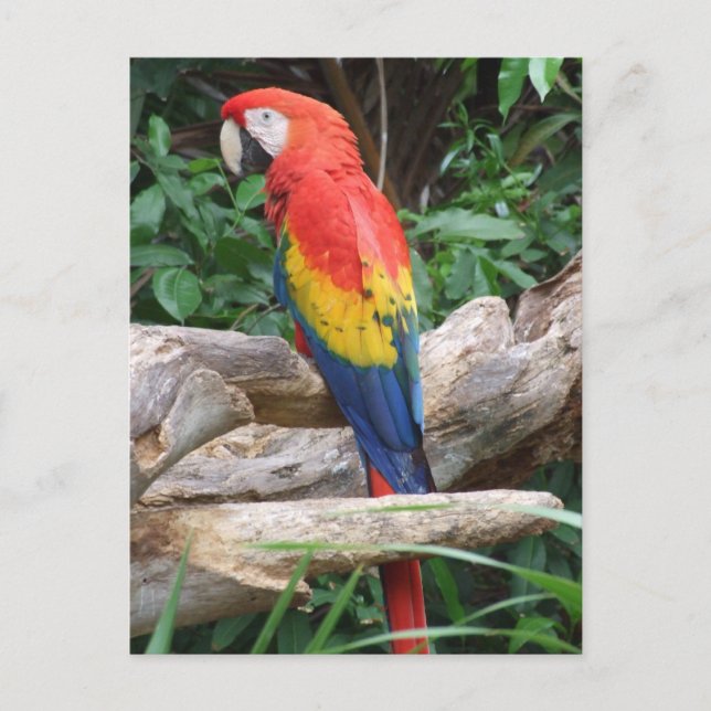 Carte Postale Pittoresque Scarlet Macaw (Devant)