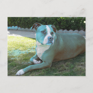 Carte postale Pitty