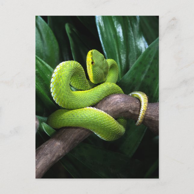 Carte Postale Pitviper de bambou à queue rouge (Devant)