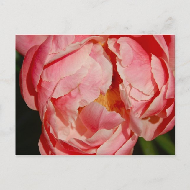 Carte postale pivoine (Devant)