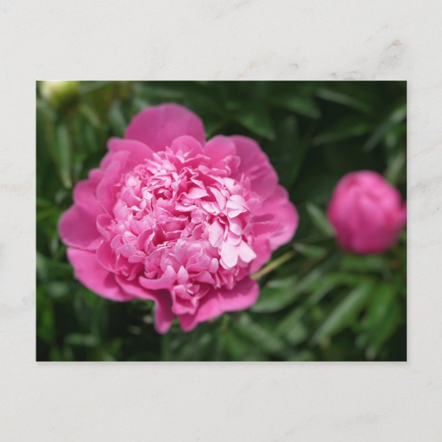Carte Postale Pivoine rose (Devant)