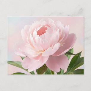 Carte Postale Pivoine Rose Pâle Élégante Illustration Florale Ré