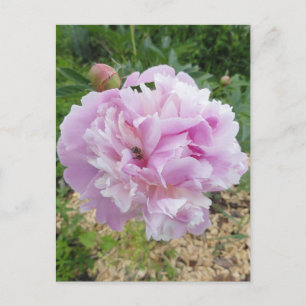 Carte Postale Pivoine Rose Pâle et Abeille à Miel