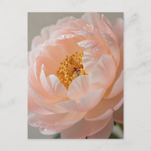 Carte Postale Pivoine Rose Tendre avec Gouttes de Rosée