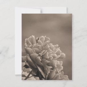 Carte Postale Pivoine Simple Sépia