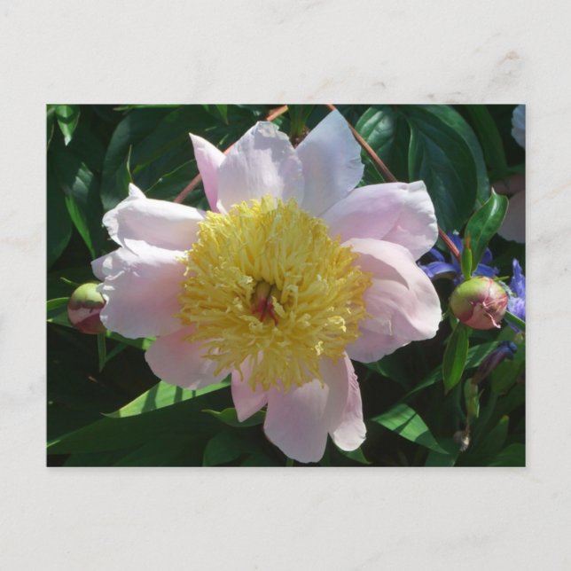 Carte Postale Pivoines roses et jaunes Belle flore (Devant)