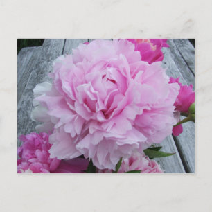Carte Postale Pivoines roses/pivoine
