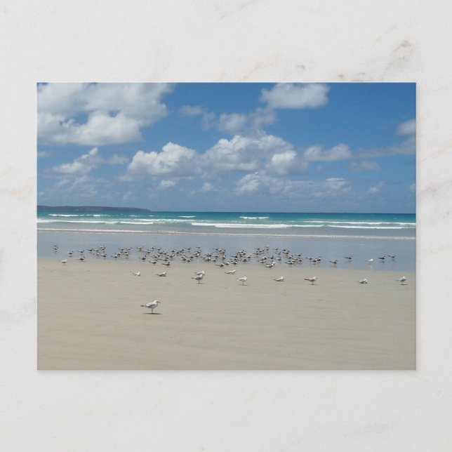 Carte Postale Plage avec mouettes (Devant)