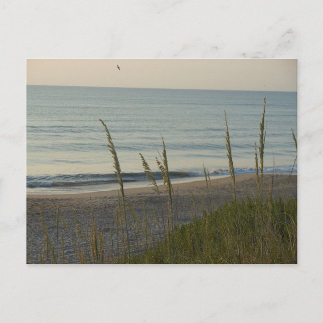 Carte Postale Plage de Carolina (Devant)