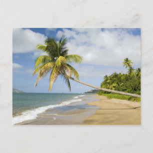 Carte Postale Plage de Coconut Grove à Cades Bay, avec St. 2
