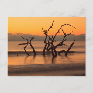 Carte Postale Plage de Driftwood à Sunrise Jekyll Island Georgia